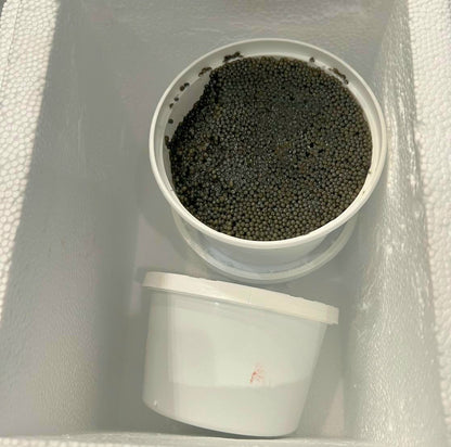 Paddlefish Black Caviar 8 oz